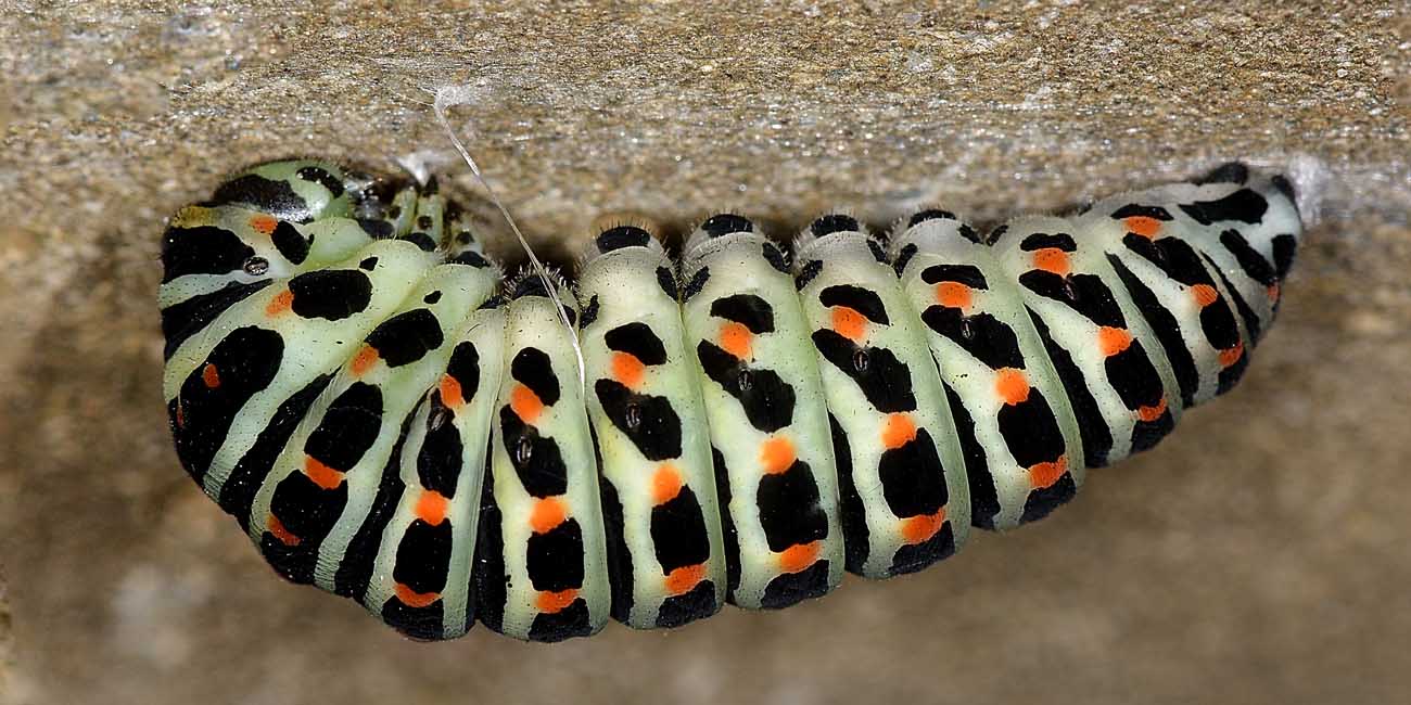 Bruco di Papilio machaon